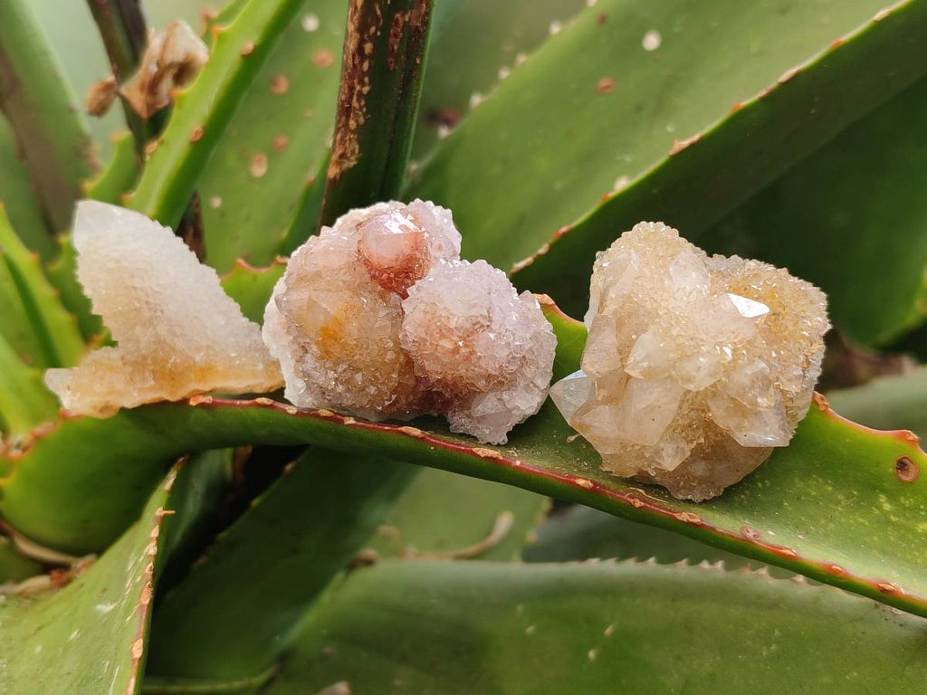 Natural Golden Limonite Coated Spirit Quartz Crystals x 35 From Boekenhouthoek, South Africa - Toprock Gemstones and Minerals 
