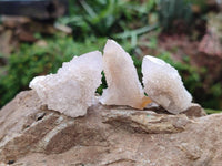 Natural Golden Limonite Coated Spirit Quartz Crystals x 35 From Boekenhouthoek, South Africa