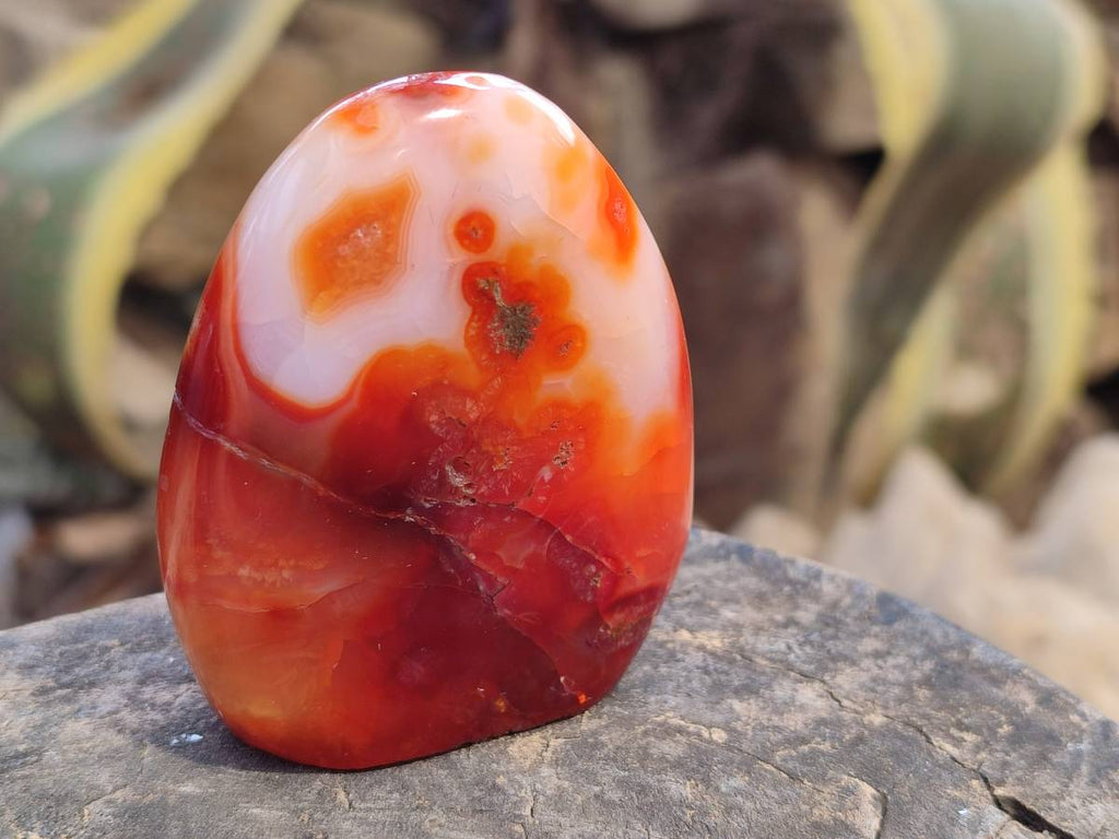 Polished Carnelian Agate Standing Free Forms x 6 From Madagascar - Toprock Gemstones and Minerals 