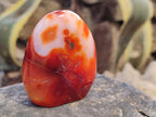 Polished Carnelian Agate Standing Free Forms x 6 From Madagascar - Toprock Gemstones and Minerals 