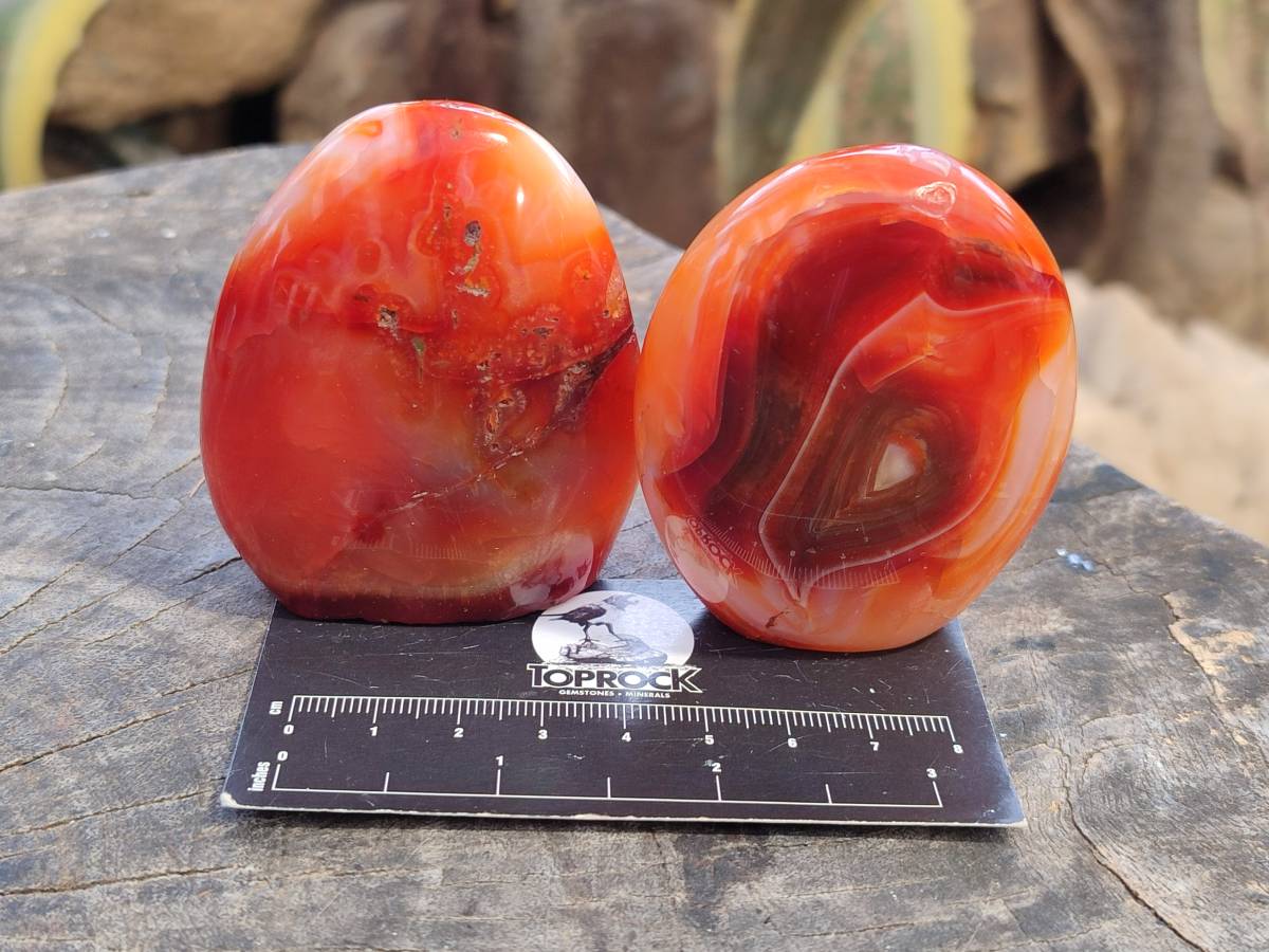 Polished Carnelian Agate Standing Free Forms x 6 From Madagascar - Toprock Gemstones and Minerals 