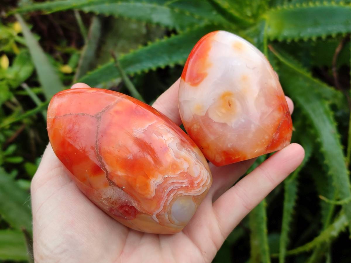 Polished Carnelian Agate Standing Free Forms x 5 From Madagascar - Toprock Gemstones and Minerals 