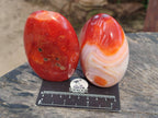 Polished Carnelian Agate Standing Free Forms x 5 From Madagascar - Toprock Gemstones and Minerals 