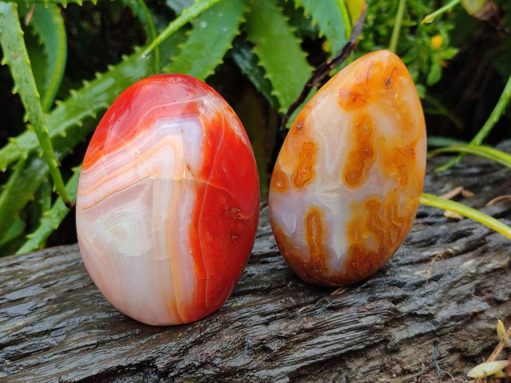 Polished Carnelian Agate Standing Free Forms x 5 From Madagascar - Toprock Gemstones and Minerals 