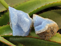 Natural Blue Lace Agate Geode Specimens x 20 From Nsanje, Malawi