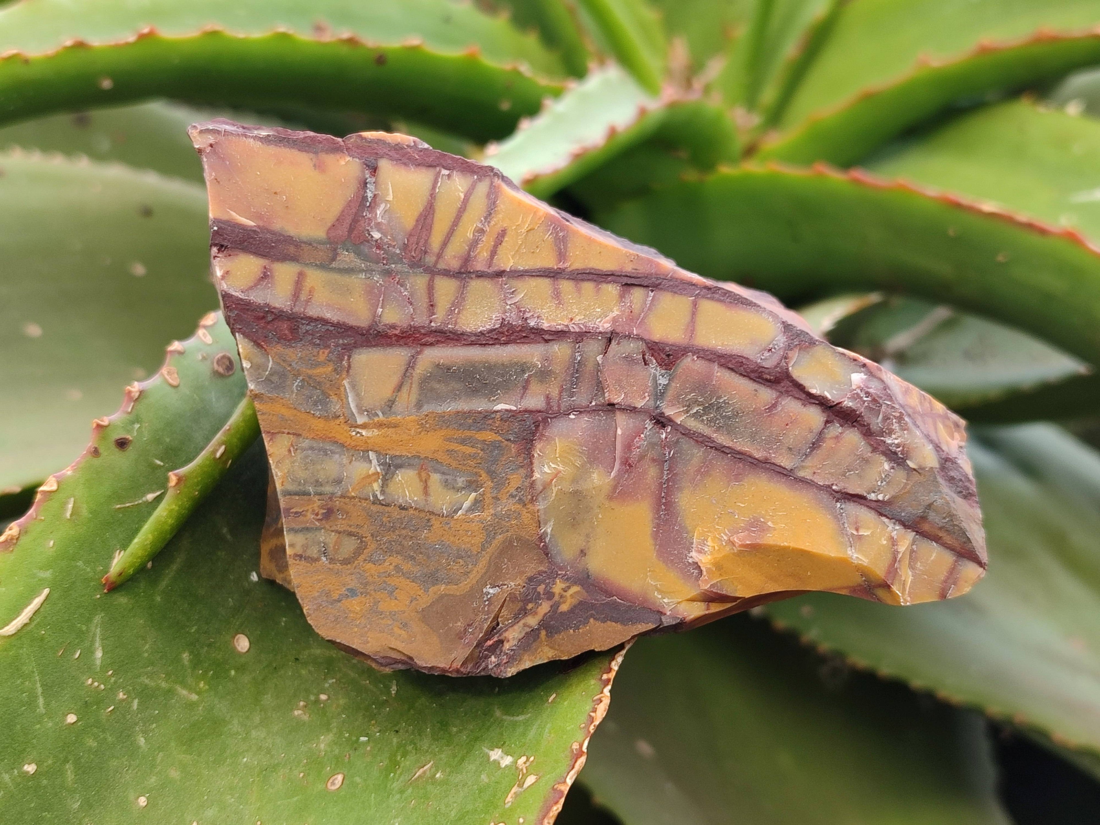 Natural Selected Nguni Jasper Cobbed Specimens x 12 From Prieska, South Africa - Toprock Gemstones and Minerals 