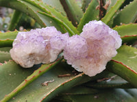 Natural Amethyst Spirit Quartz Specimens x 12 From Boekenhouthoek, South Africa