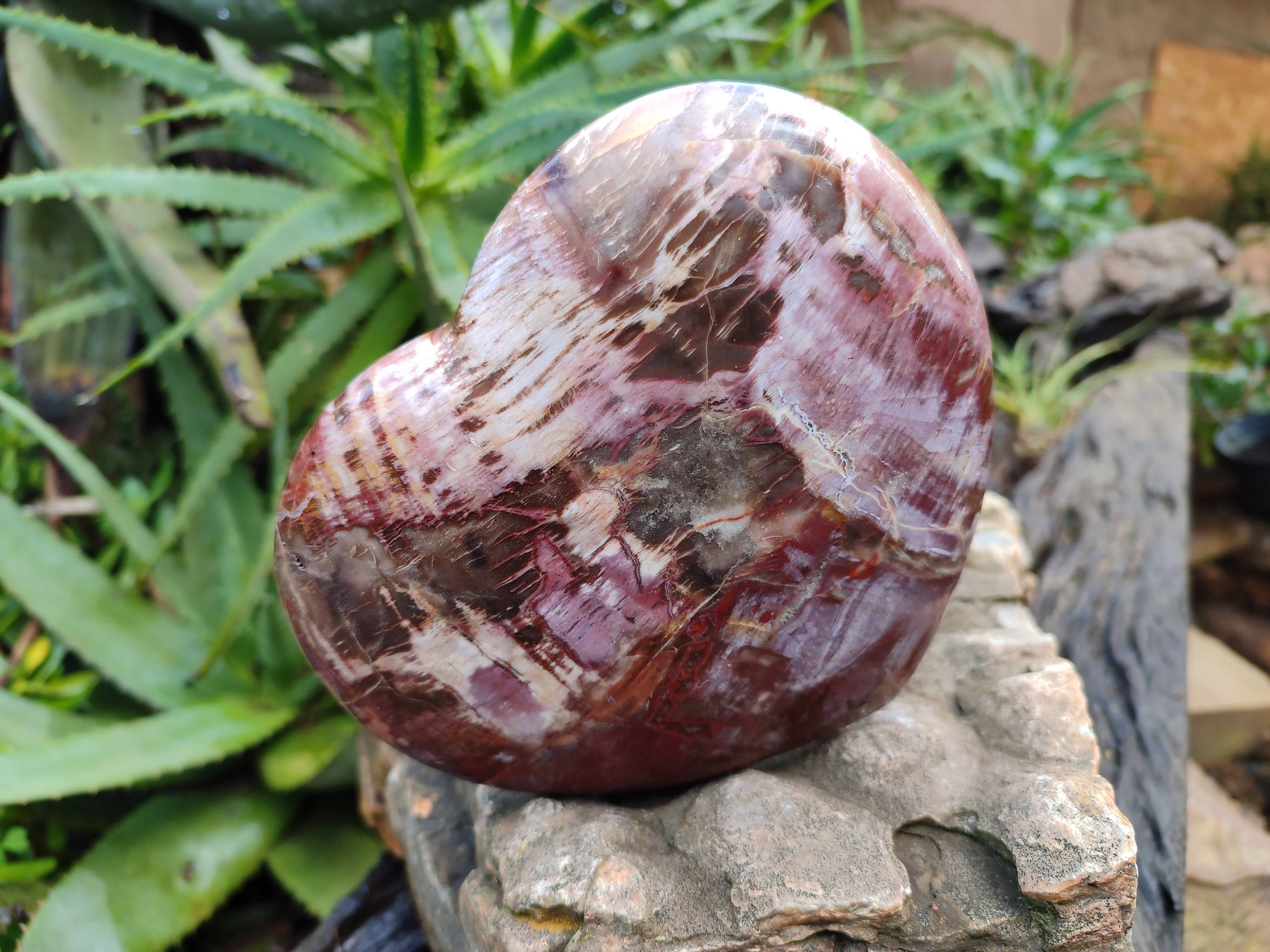 Polished Fossilized Podocarpus Petrified Wood Hearts x 2 From Mahajanga, Madagascar - Toprock Gemstones and Minerals 