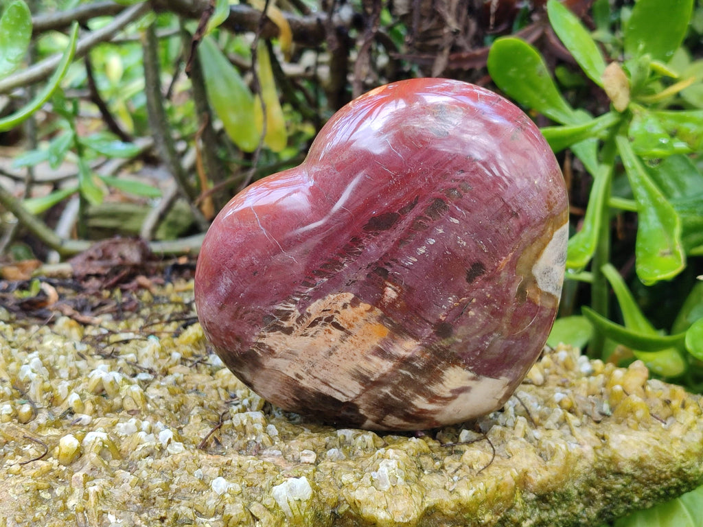 Polished Fossilized Podocarpus Petrified Wood Hearts x 2 From Mahajanga, Madagascar - Toprock Gemstones and Minerals 