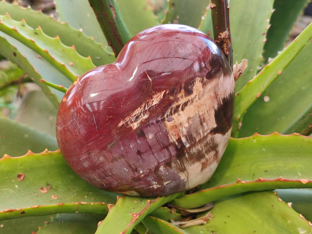Polished Fossilized Podocarpus Petrified Wood Hearts x 2 From Mahajanga, Madagascar - Toprock Gemstones and Minerals 