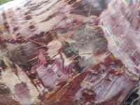 Polished Fossilized Podocarpus Petrified Wood Hearts x 2 From Mahajanga, Madagascar