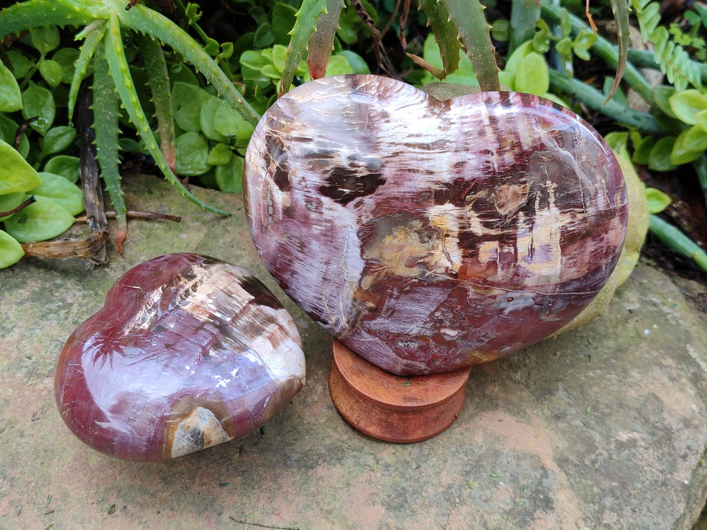 Polished Fossilized Podocarpus Petrified Wood Hearts x 2 From Mahajanga, Madagascar - Toprock Gemstones and Minerals 