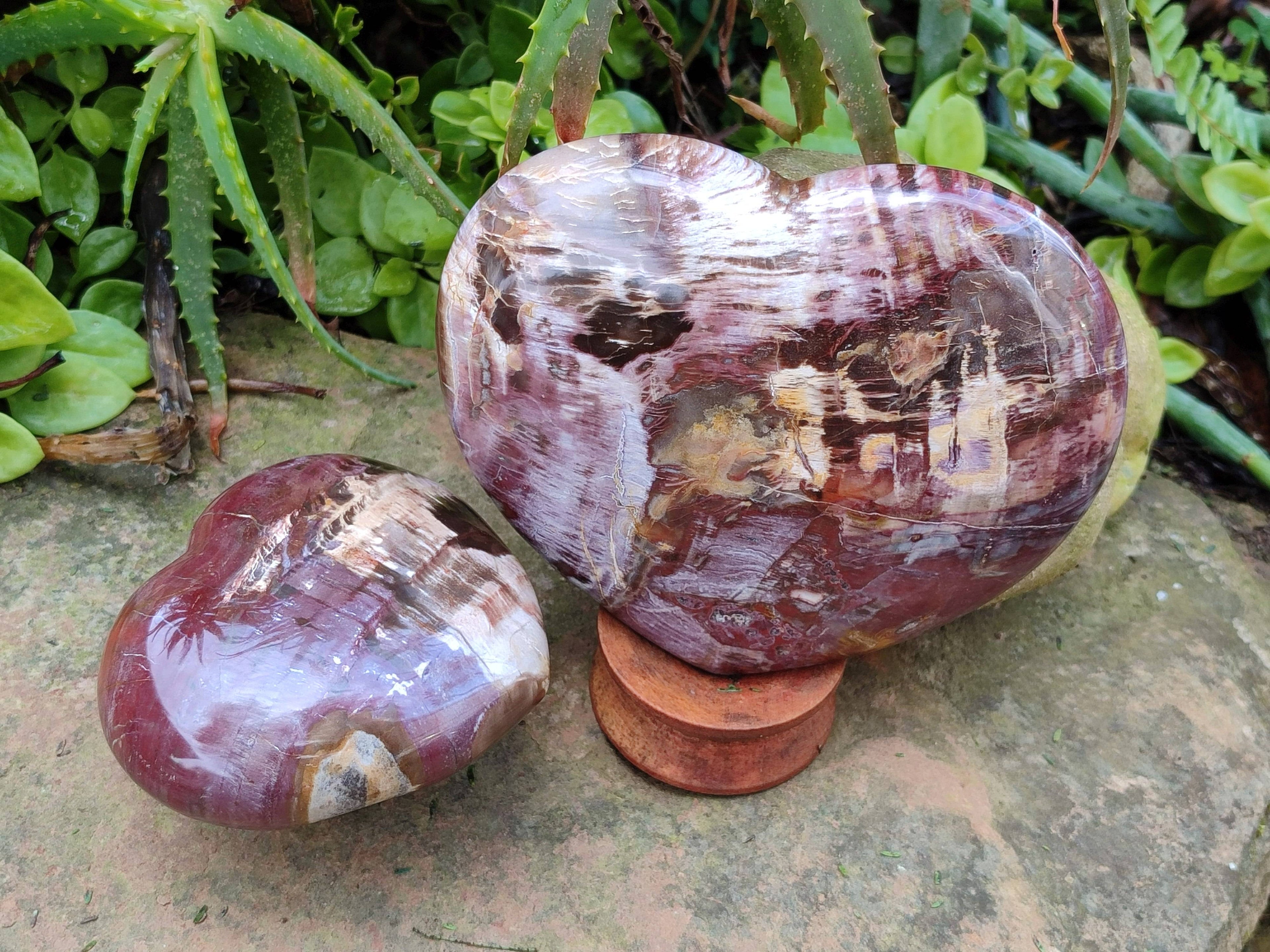 Polished Fossilized Podocarpus Petrified Wood Hearts x 2 From Mahajanga, Madagascar - Toprock Gemstones and Minerals 