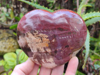 Polished Fossilized Podocarpus Petrified Wood Hearts x 2 From Mahajanga, Madagascar