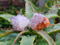 Natural Amethyst Spirit Quartz Specimens x 35 From Boekenhouthoek, South Africa