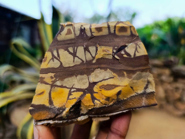 Natural Selected Nguni Jasper Cobbed Specimens x 12 From Prieska, South Africa