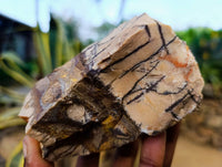 Natural Selected Nguni Jasper Cobbed Specimens x 12 From Prieska, South Africa