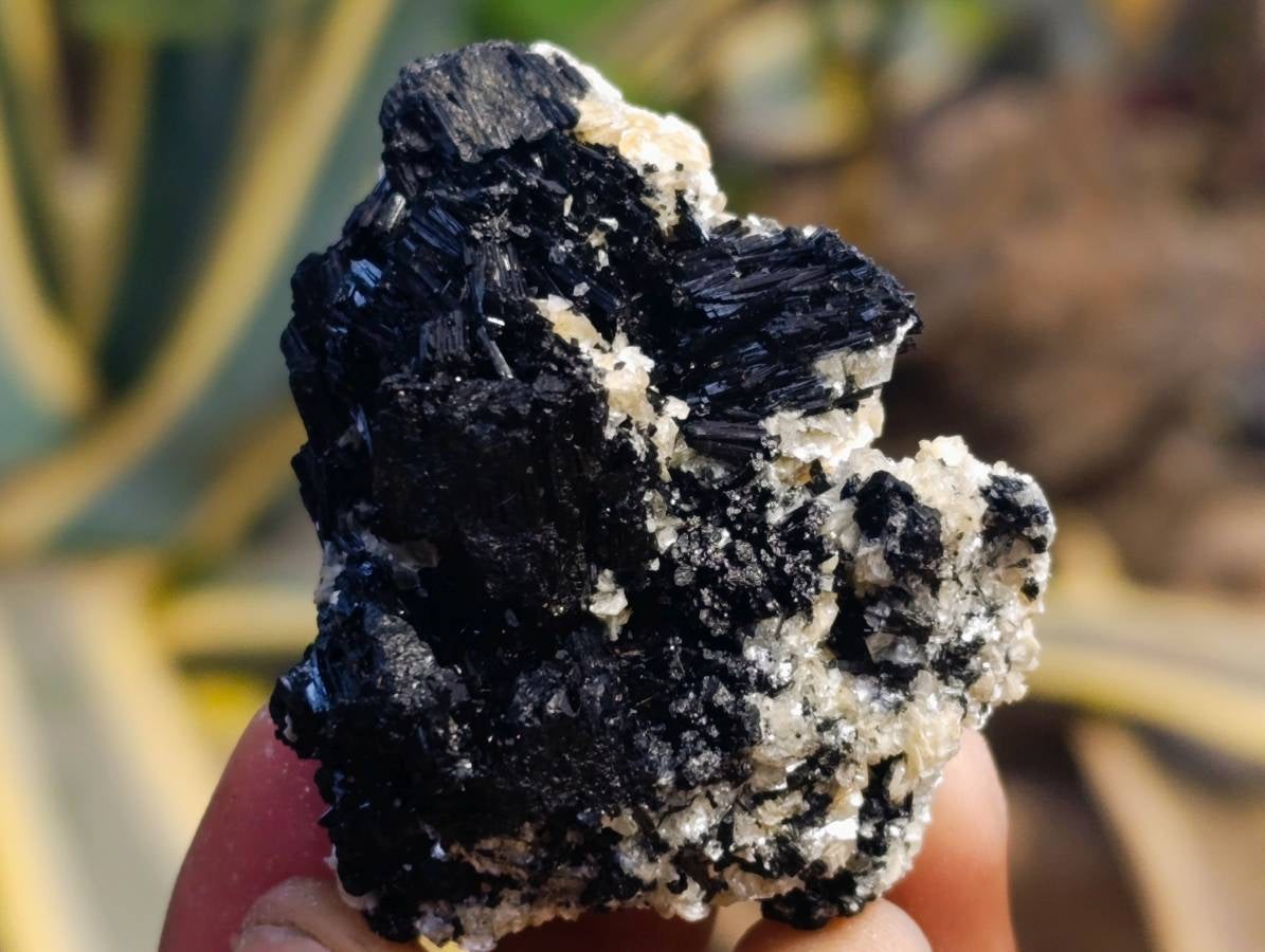 Natural Schorl Black Tourmaline Specimens x 12 From Erongo, Namibia - Toprock Gemstones and Minerals 