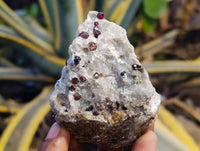 Natural Pyrope Garnet Crystals in Quartz Feldspar Matrix x 24 From Namibia