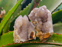 Natural Amethyst Spirit Quartz Specimens x 15 From Boekenhouthoek, South Africa