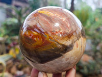 Polished Fossilized Podocarpus Petrified Wood Sphere x 1 From Mahajanga, Madagascar