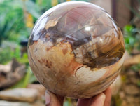 Polished Fossilized Podocarpus Petrified Wood Sphere x 1 From Mahajanga, Madagascar