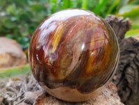 Polished Fossilized Podocarpus Petrified Wood Sphere x 1 From Mahajanga, Madagascar