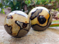 Polished Fossilized Septerye Spheres x 6 From Mahajanga, Madagascar