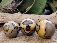 Polished Fossilized Septerye Spheres x 6 From Mahajanga, Madagascar