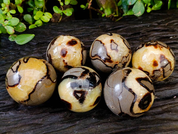 Polished Fossilized Septerye Spheres x 6 From Mahajanga, Madagascar