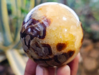 Polished Fossilized Septerye Spheres x 6 From Mahajanga, Madagascar