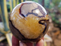 Polished Fossilized Septerye Spheres x 6 From Mahajanga, Madagascar