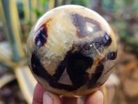 Polished Fossilized Septerye Spheres x 6 From Mahajanga, Madagascar