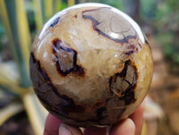 Polished Fossilized Septerye Spheres x 6 From Mahajanga, Madagascar
