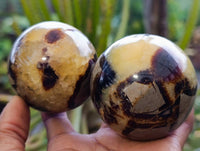 Polished Fossilized Septerye Spheres x 6 From Mahajanga, Madagascar