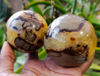 Polished Fossilized Septerye Spheres x 6 From Mahajanga, Madagascar