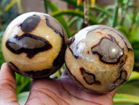 Polished Fossilized Septerye Spheres x 6 From Mahajanga, Madagascar