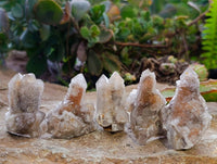 Natural Golden Limonite Coated Spirit Quartz Clusters x 35 From Boekenhouthoek, South Africa