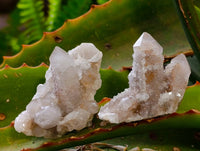 Natural Golden Limonite Coated Spirit Quartz Clusters x 35 From Boekenhouthoek, South Africa