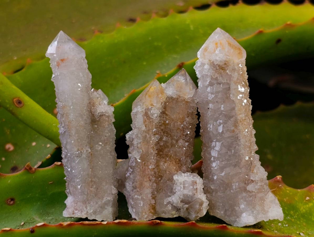 Natural Golden Limonite Coated Spirit Quartz Clusters x 35 From Boekenhouthoek, South Africa - Toprock Gemstones and Minerals 