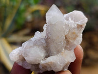 Natural Golden Limonite Coated Spirit Quartz Clusters x 35 From Boekenhouthoek, South Africa