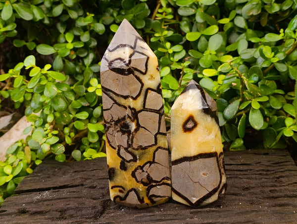 Polished Fossilized Septerye Points x 2 From Mahajanga, Madagascar
