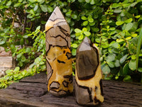 Polished Fossilized Septerye Points x 2 From Mahajanga, Madagascar - Toprock Gemstones and Minerals 