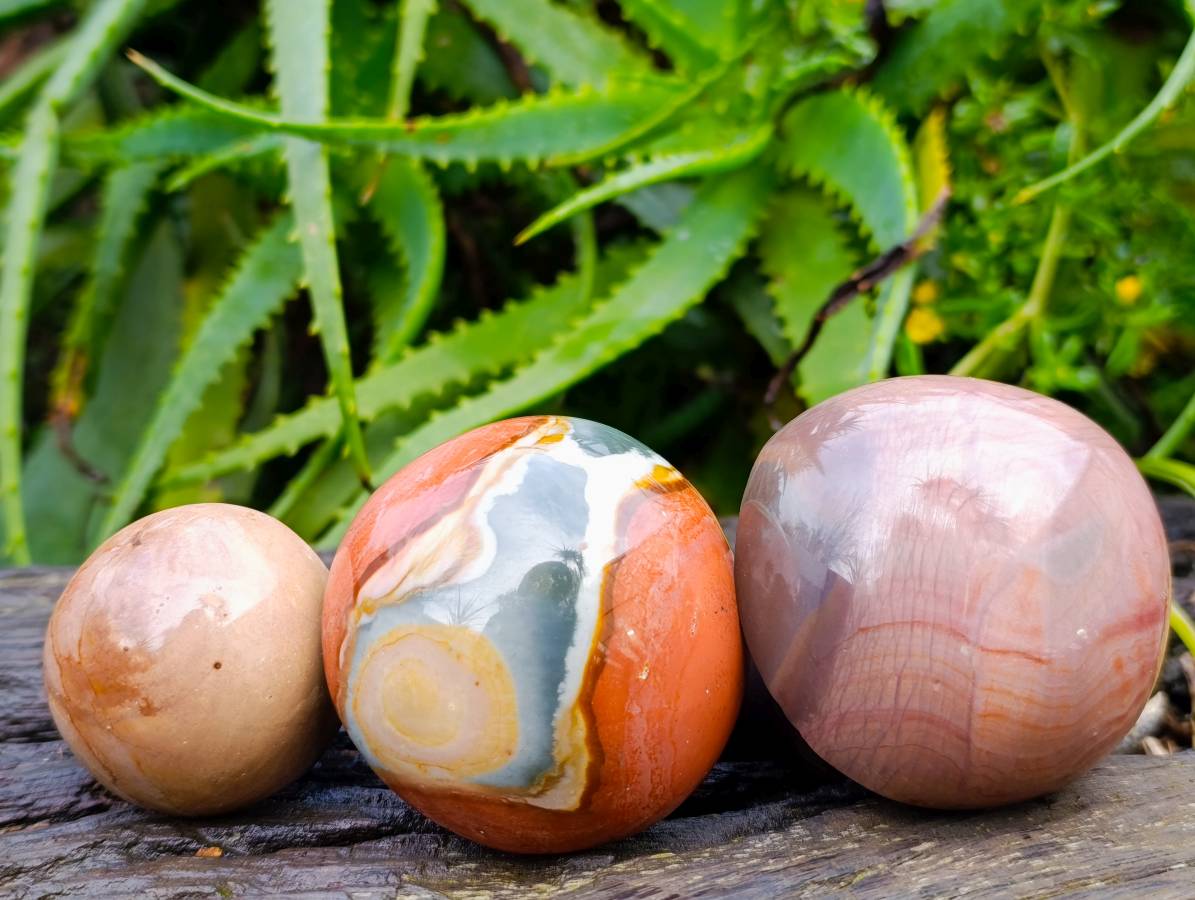 Polished Polychrome Jasper Mushrooms x 6 From Madagascar - Toprock Gemstones and Minerals 