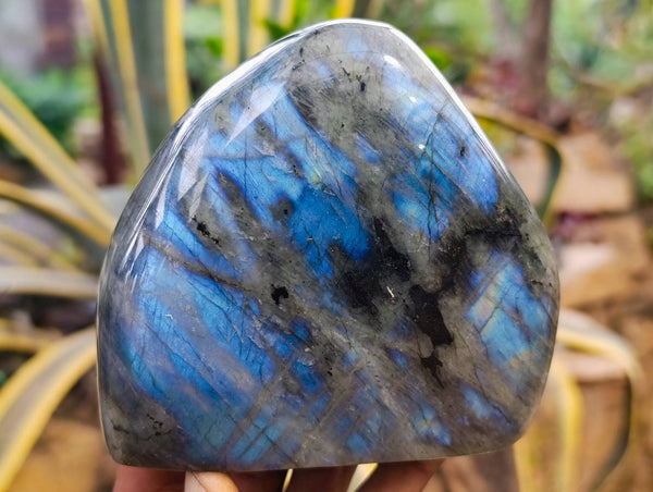 Polished Labradorite Standing Free Forms x 2 From Tulear, Madagascar - Toprock Gemstones and Minerals 