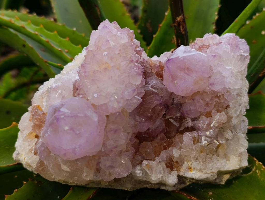 Natural Amethyst Spirit Quartz Clusters x 2 From Boekenhouthoek, South Africa - Toprock Gemstones and Minerals 