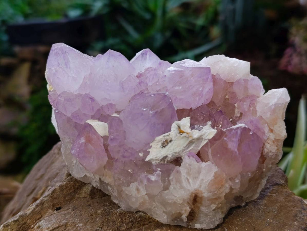 Natural Amethyst Spirit Quartz Clusters x 2 From Boekenhouthoek, South Africa - Toprock Gemstones and Minerals 