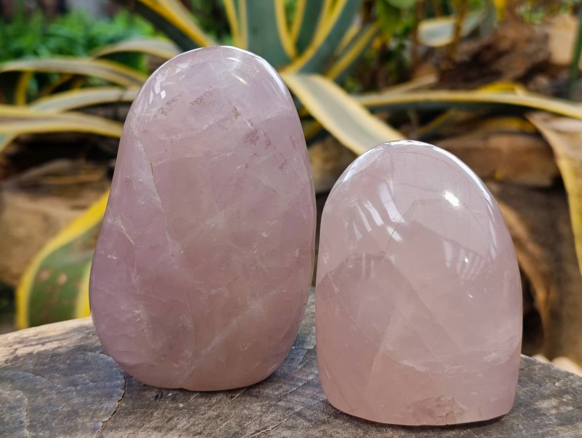 Polished Rose Quartz Standing Free Forms x 2 Madagascar - Toprock Gemstones and Minerals 