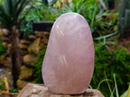 Polished Rose Quartz Standing Free Forms x 2 Madagascar - Toprock Gemstones and Minerals 