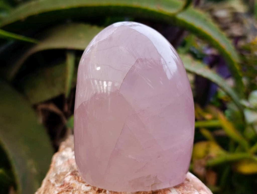 Polished Rose Quartz Standing Free Forms x 2 Madagascar - Toprock Gemstones and Minerals 